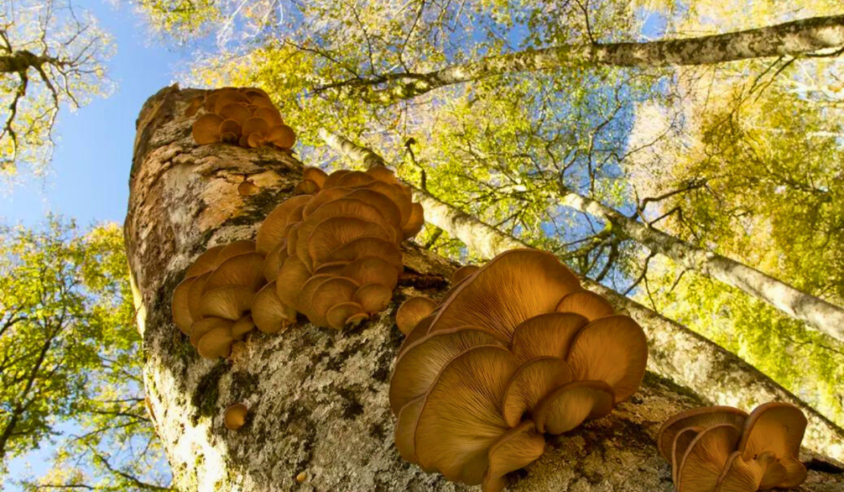 photo: Irati Biosphere Reserve (Spain)